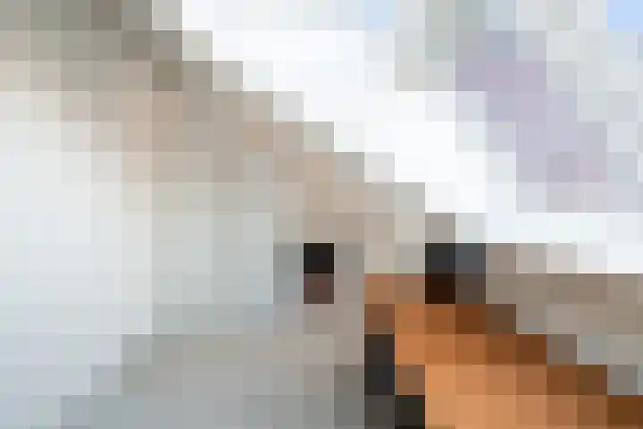De Does 8 Pijnacker thumbnail 37