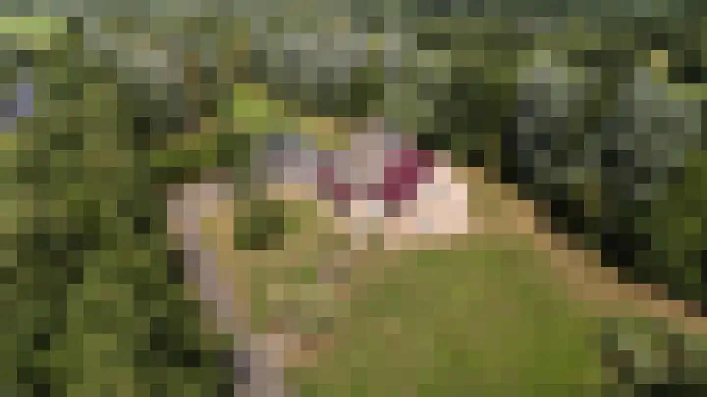 de Dôlle 16 A De Trieme thumbnail 6