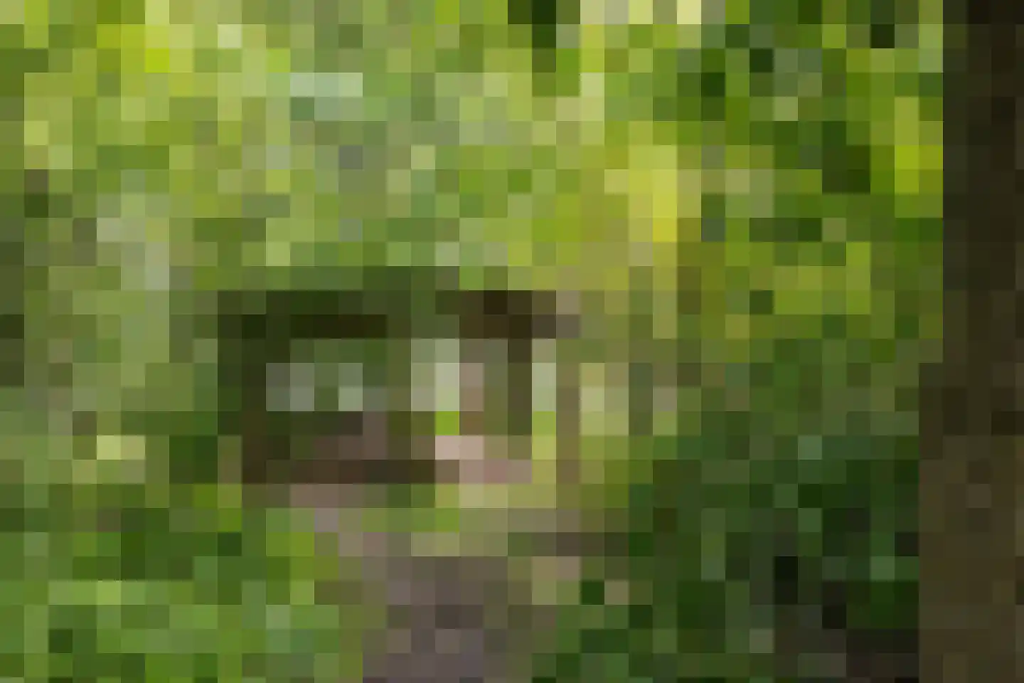 de Dôlle 17 De Trieme thumbnail 51