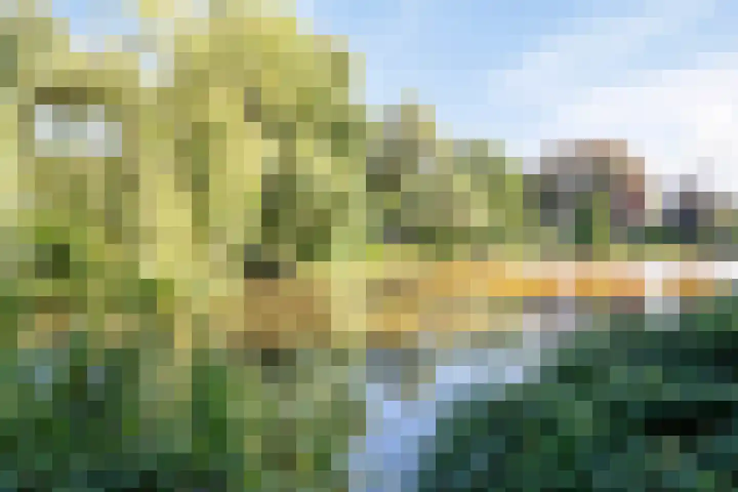 De Donk 17 Schaijk thumbnail 50