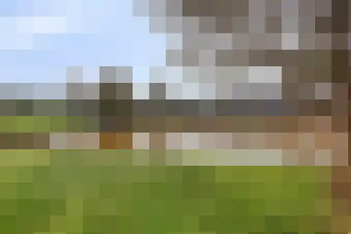 De Donk 20 Schaijk thumbnail 5