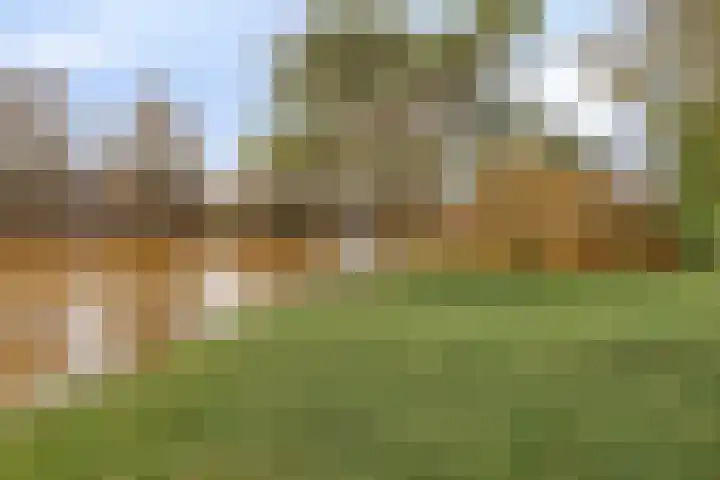 De Donk 20 Schaijk thumbnail 55