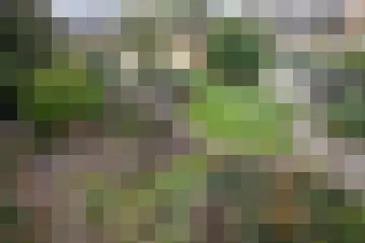 De Donk 20 Schaijk thumbnail 57