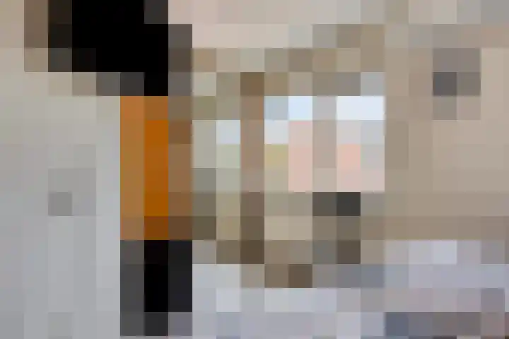 De Dorsvlegel 12 Made thumbnail 18