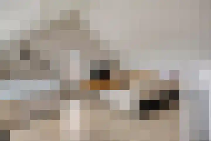 De Dorsvlegel 17 Made thumbnail 45