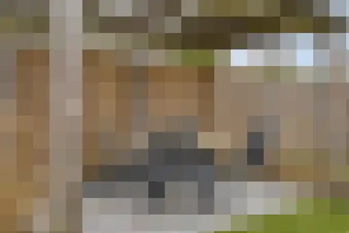 De Dorsvlegel 17 Made thumbnail 57