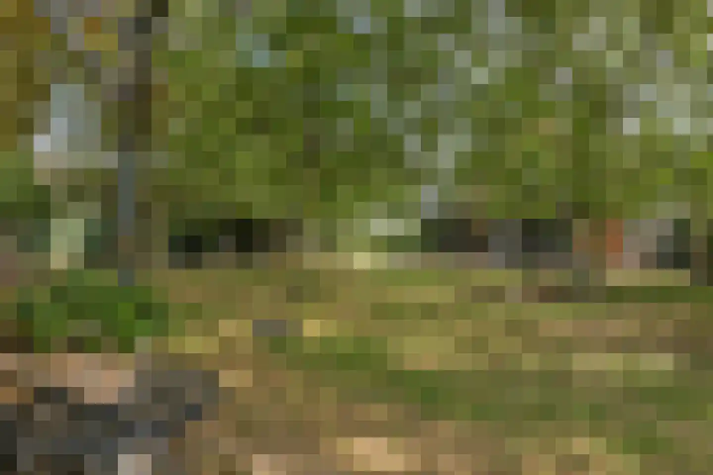 De Dreef 12 Dodewaard thumbnail 7