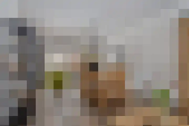 De Drink 5 Horst thumbnail 10