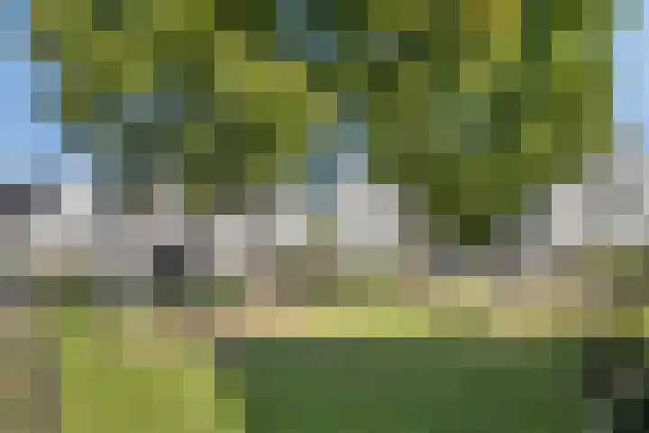 De Droge Kreek 19 Hulst thumbnail 40