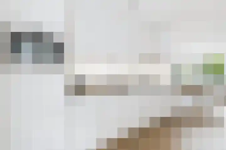 De Droge Kreek 25 Hulst thumbnail 12