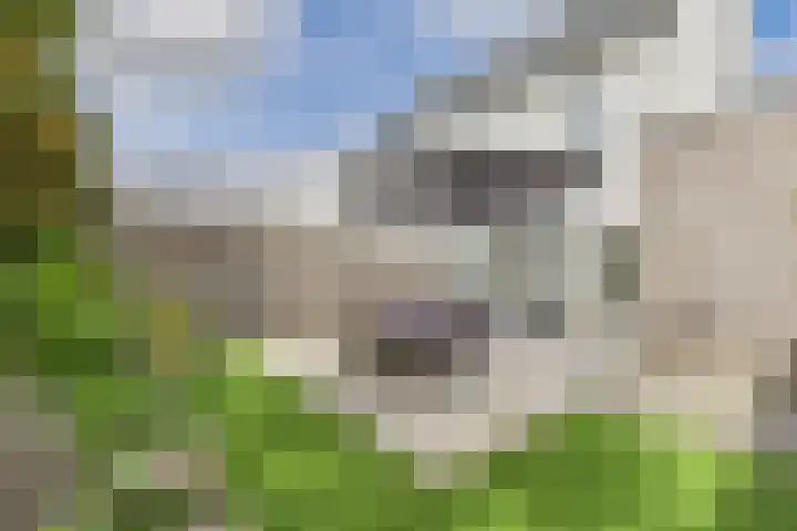 De Droge Kreek 25 Hulst thumbnail 22