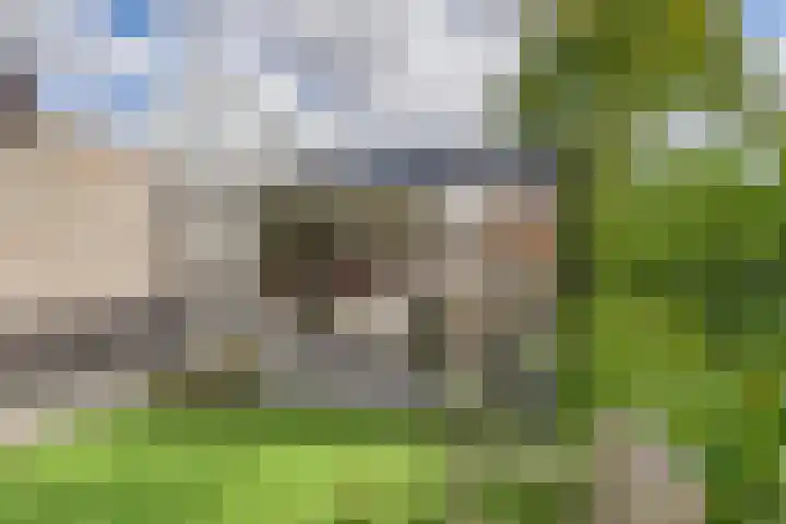 De Droge Kreek 25 Hulst thumbnail 26