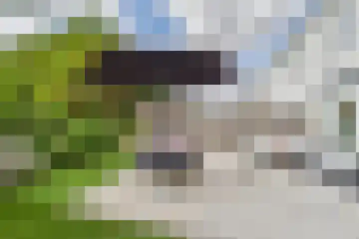 De Droge Kreek 25 Hulst thumbnail 28