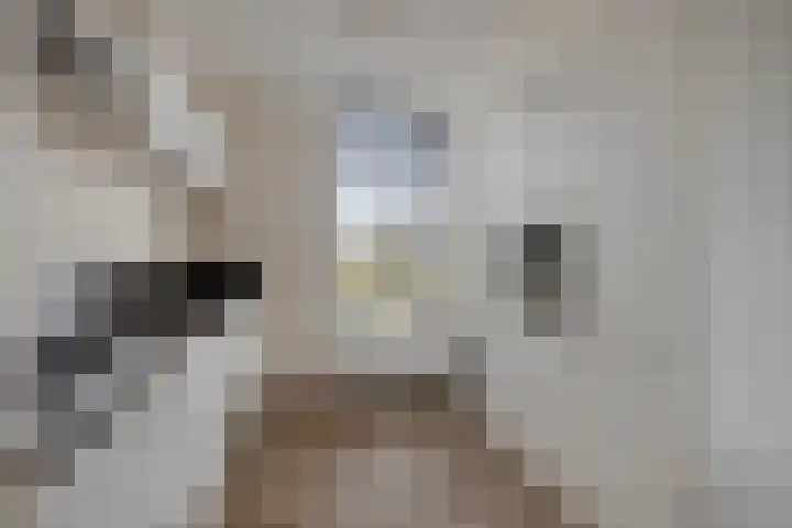 De Droge Kreek 3 Hulst thumbnail 14