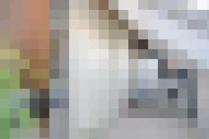 De Druiventrap 36 Wateringen thumbnail 37