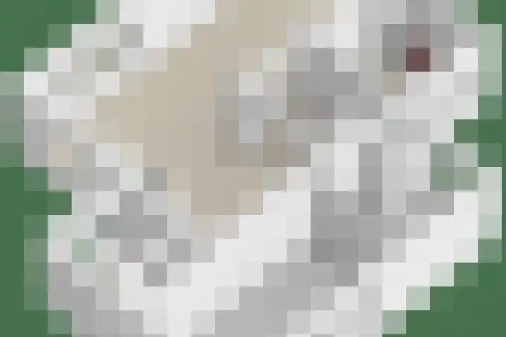De Duivenekker 3 Berlicum thumbnail 72