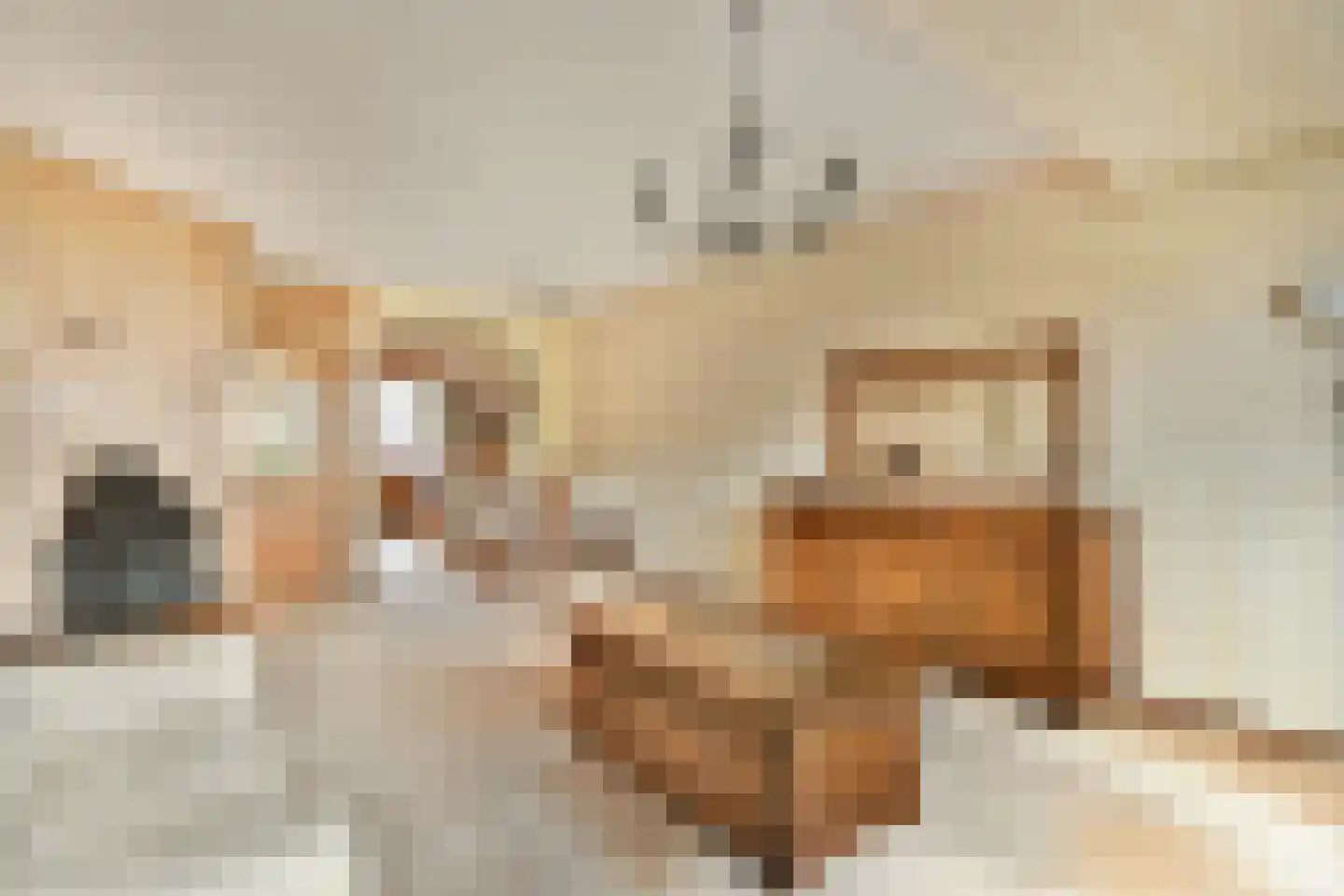 De Eik 55 Rhoon foto 3