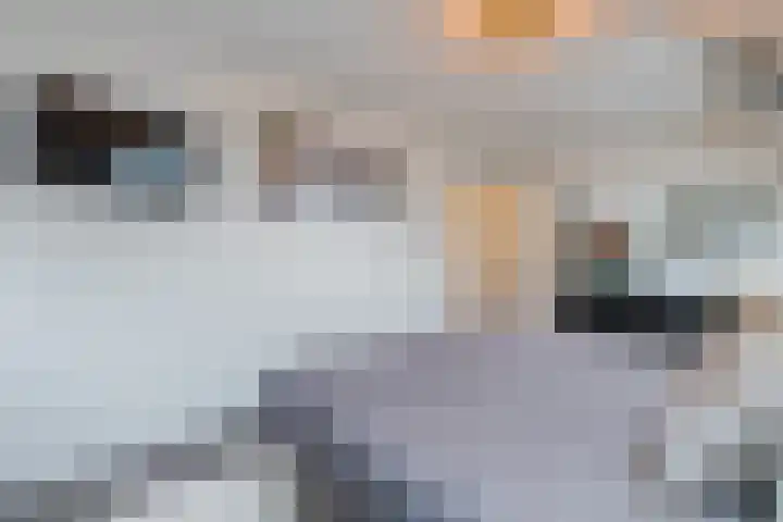 De Eikelaars 5 Vroomshoop thumbnail 30