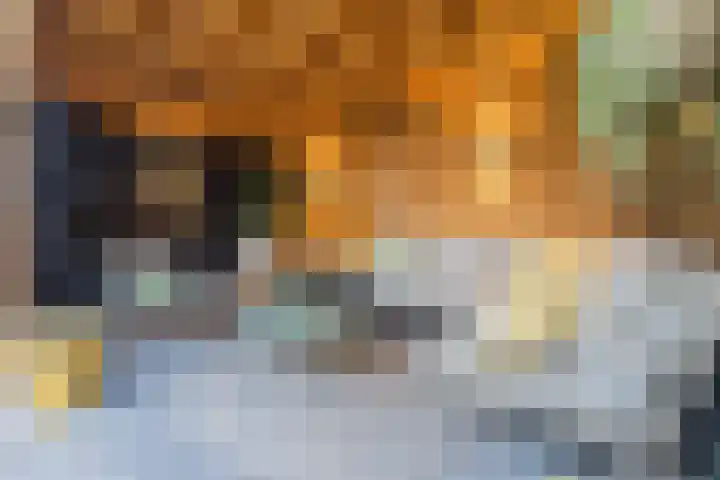 De Eikelaars 5 Vroomshoop thumbnail 5