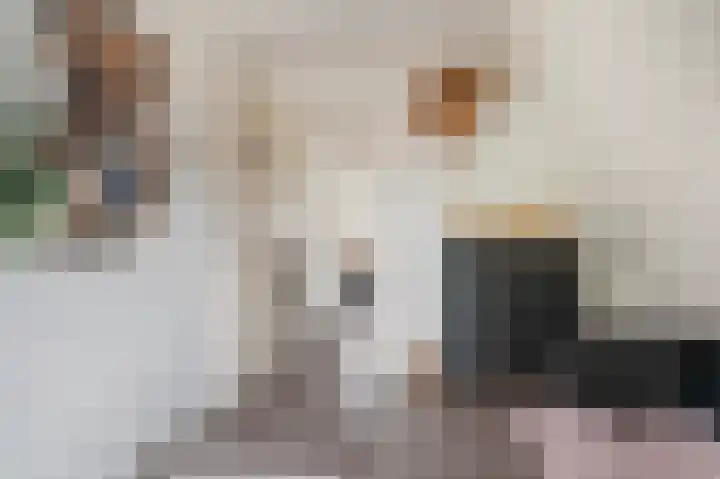 De Eikelaars 6 Vroomshoop thumbnail 33