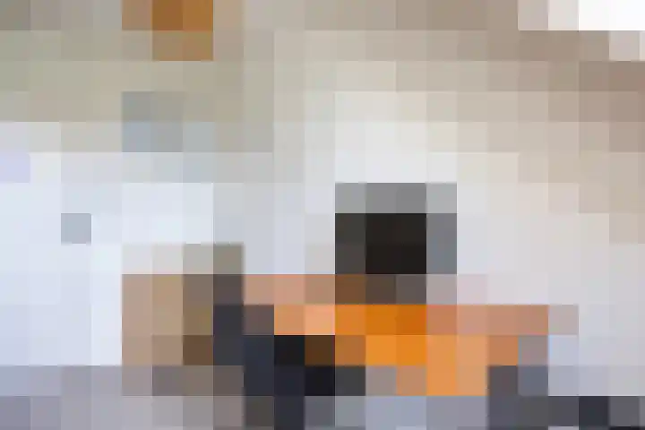De Eiken 39 Bedum thumbnail 24