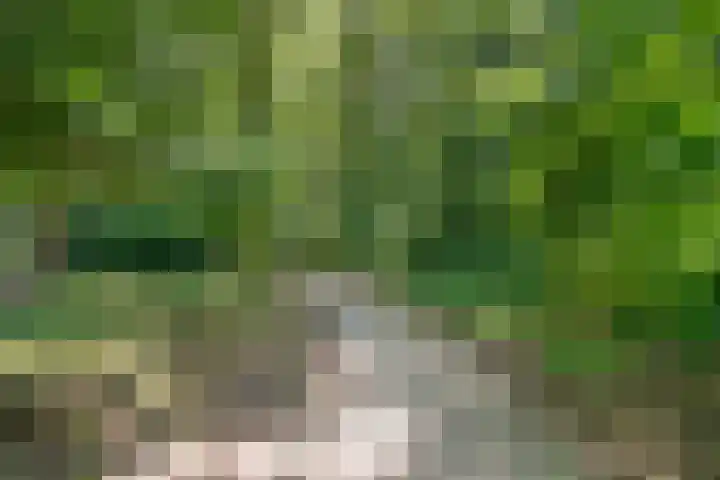 De Eiken 43 Boekel thumbnail 55
