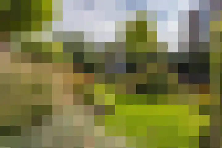 De Eilanden 20 Bergschenhoek thumbnail 43