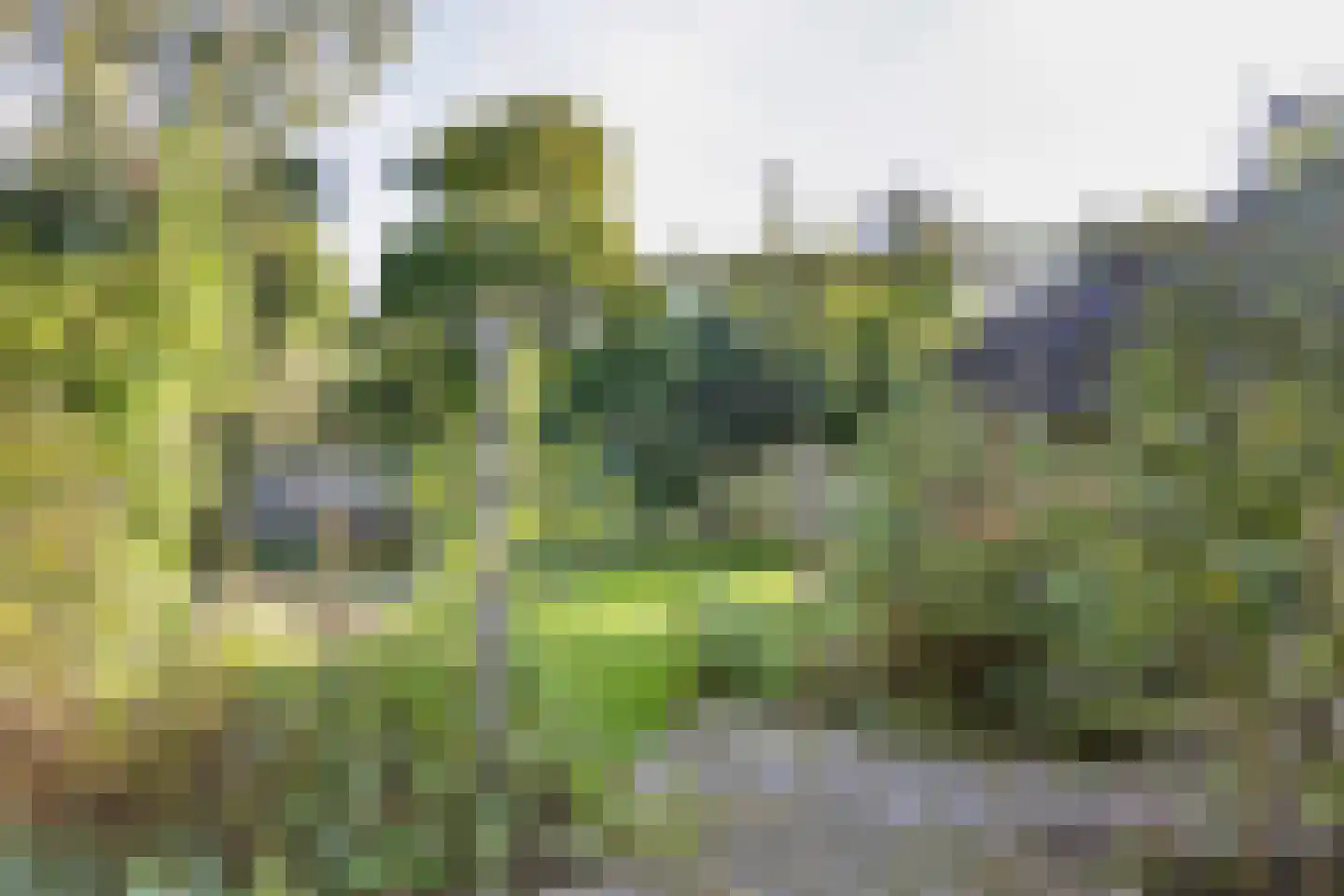 De Eker 11 Balk thumbnail 25