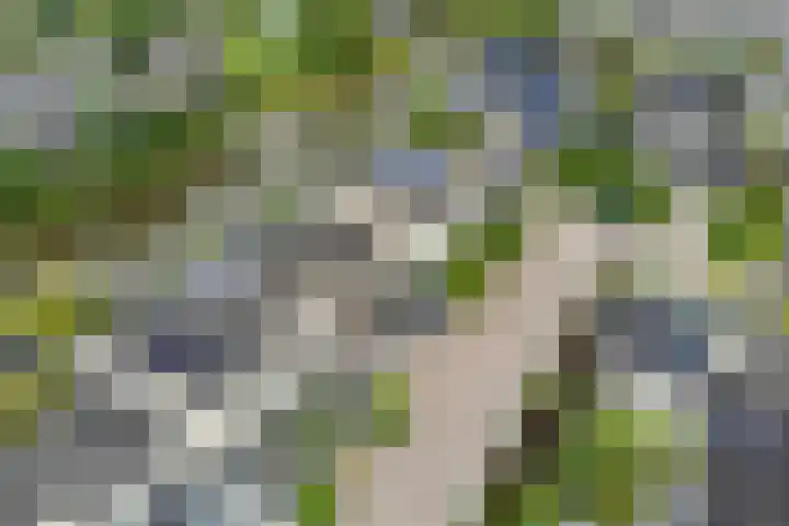 De Eker 11 Goutum thumbnail 49