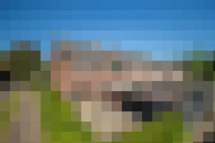 de Els 2 Didam foto 2