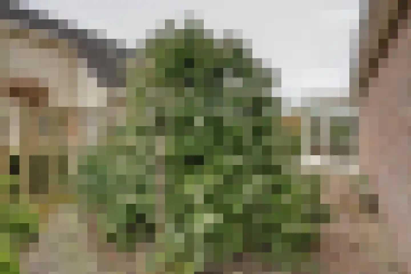 de Enk 8 Marknesse thumbnail 46