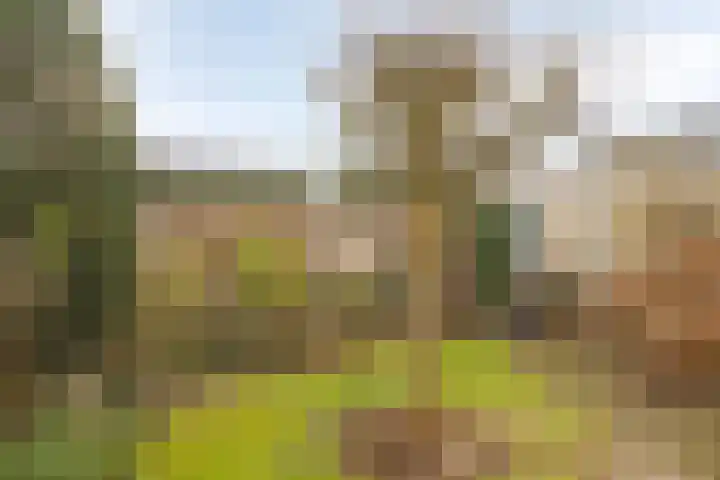 de Esch 15 Losser thumbnail 30