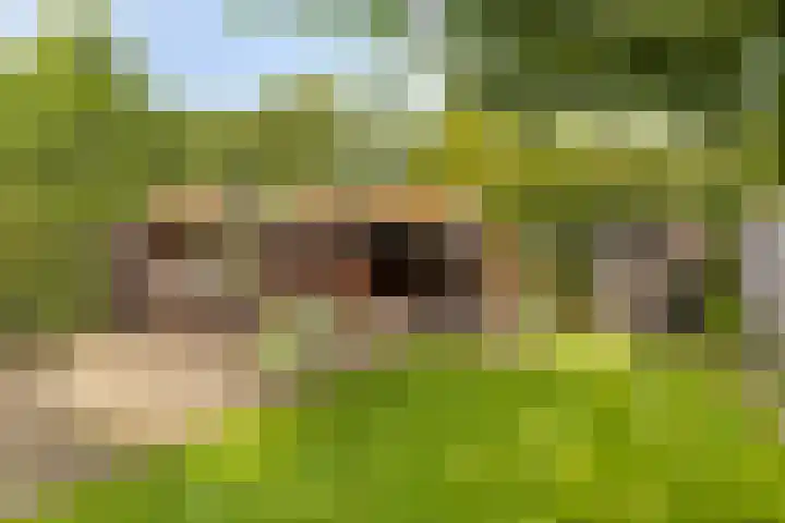 de Esch 15 Saasveld thumbnail 7