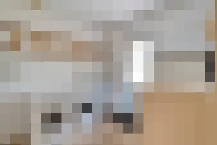 De Esch 2 Gramsbergen thumbnail 21