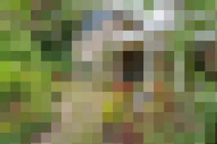 De Esch 2 Gramsbergen thumbnail 35