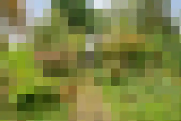 De Esch 2 Gramsbergen thumbnail 37