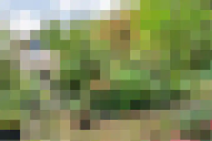 De Esch 2 Gramsbergen thumbnail 41