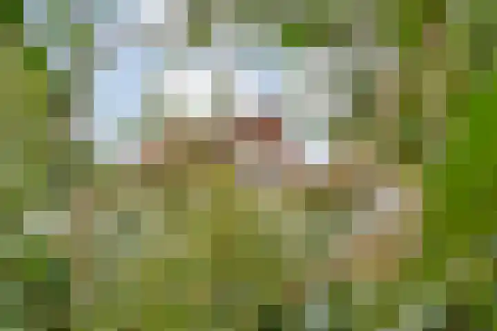 De Esch 2 Gramsbergen thumbnail 45