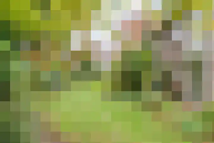 De Esch 2 Gramsbergen thumbnail 46