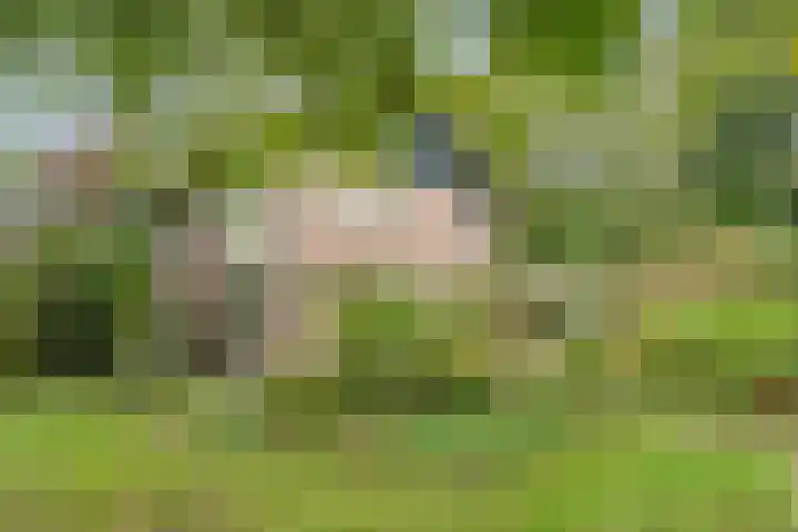 De Esch 2 Gramsbergen thumbnail 48