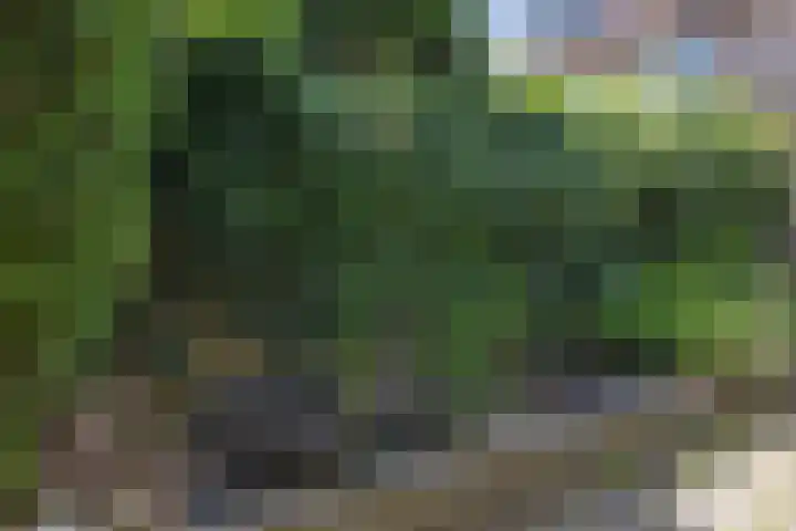 de Esdoorn 34 Boxmeer thumbnail 27