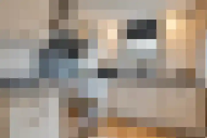 De Fazant 17 Dedemsvaart thumbnail 10