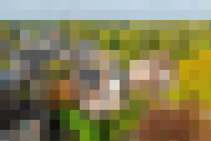 De Fazant 17 Vroomshoop foto 3