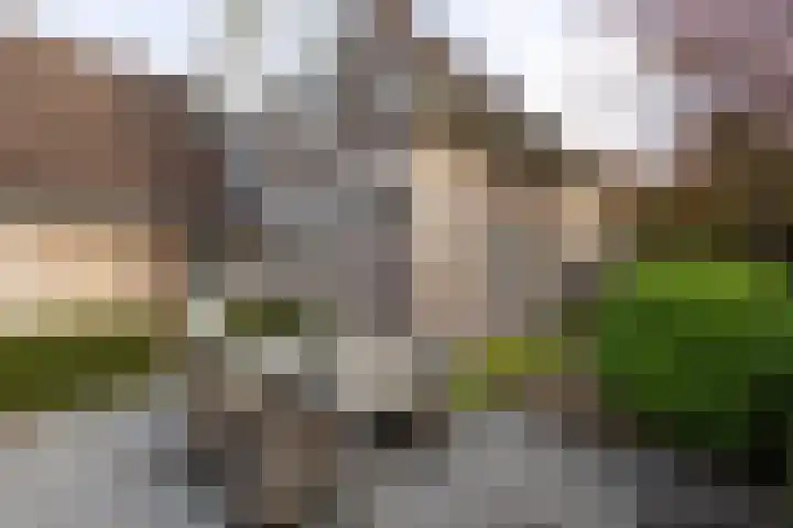 De Fazant 17 Vroomshoop thumbnail 37