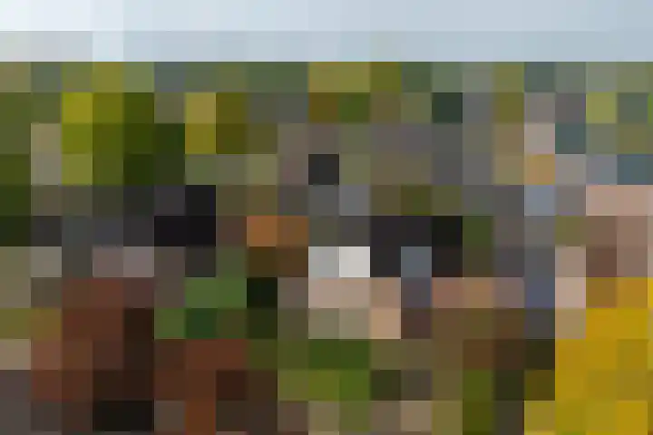 De Fazant 17 Vroomshoop thumbnail 4
