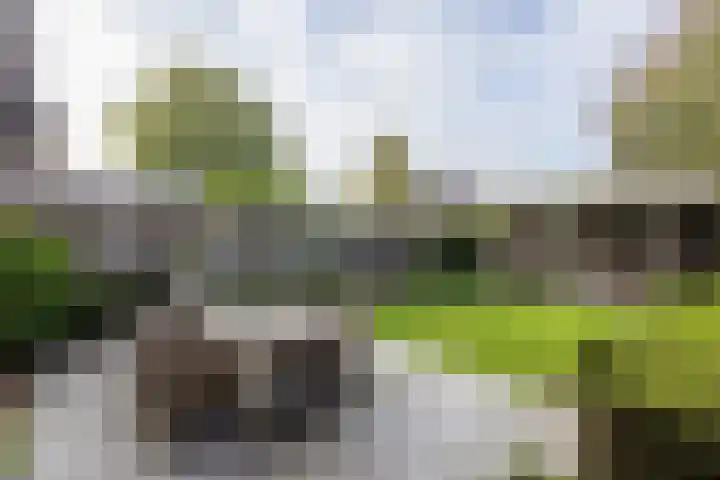 De Fazant 17 Vroomshoop thumbnail 40