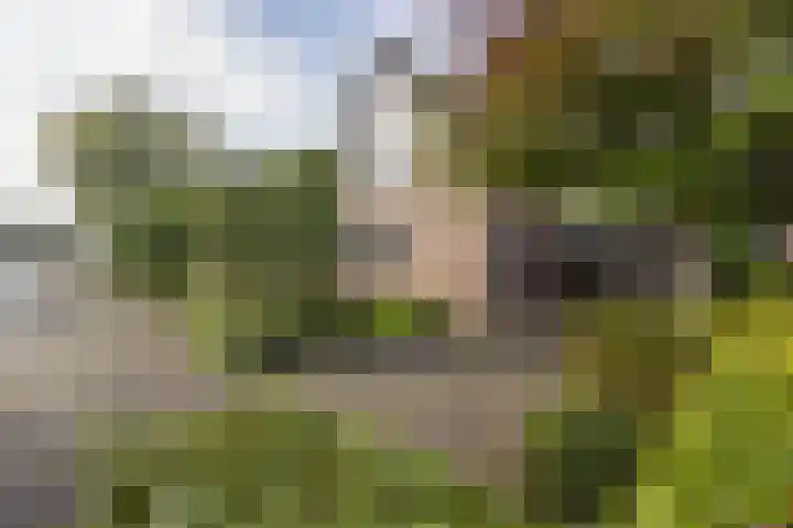 De Fazant 17 Vroomshoop thumbnail 42