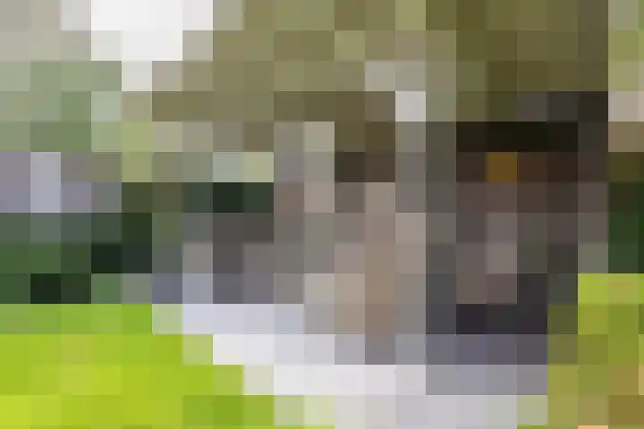 De Fazant 17 Vroomshoop thumbnail 44