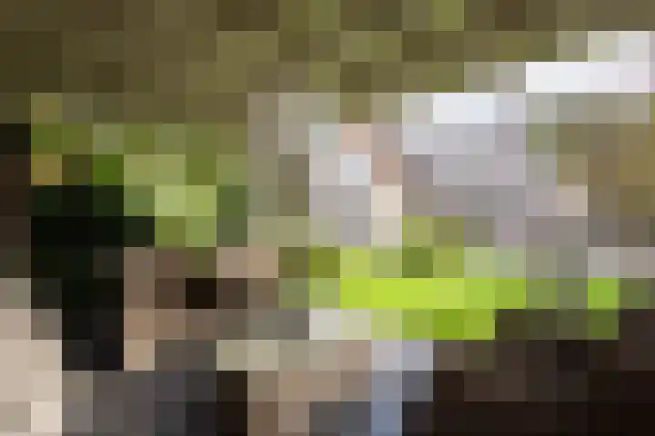 De Fazant 17 Vroomshoop thumbnail 45