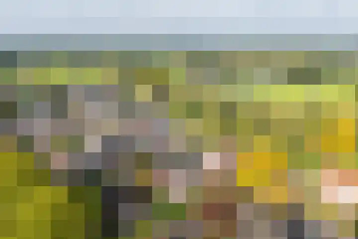 De Fazant 17 Vroomshoop thumbnail 5